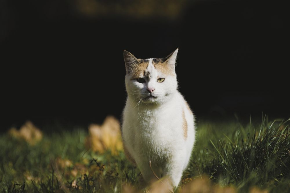 Kattepensjonat: En trygg havn for katten din